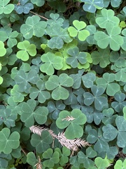 Oxalis oregana