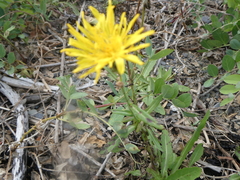 Crepidinae
