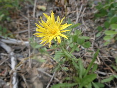 Crepidinae