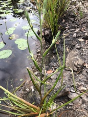 Philydrum lanuginosum