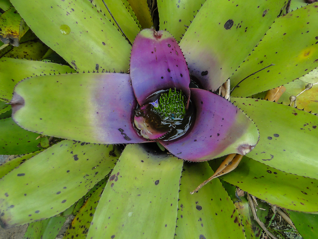Neoregelia concentrica; photograph (c) Diogo Luiz, some rights reserved (CC BY)