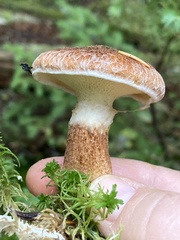 Suillus cavipes