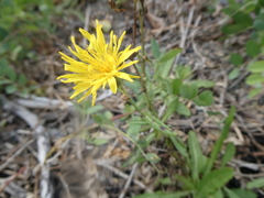 Crepidinae