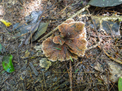 Angiospermae