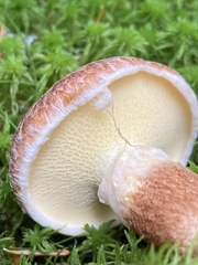 Suillus cavipes
