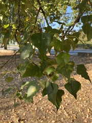Populus nigra