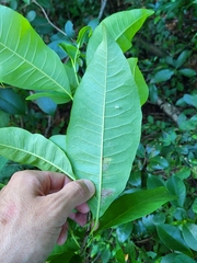 Zanthoxylum schreberi