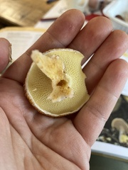 Suillus cavipes