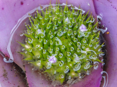Angiospermae