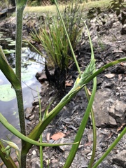 Philydrum lanuginosum