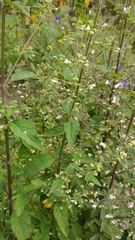 Lamiaceae