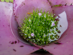 Angiospermae