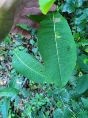 Zanthoxylum schreberi