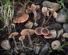 Gymnopus brassicolens