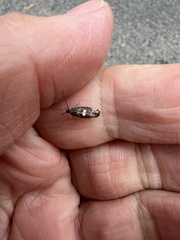Acrolepiopsis assectella