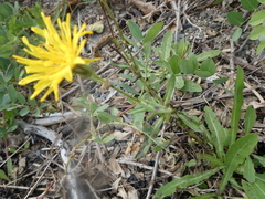 Crepidinae