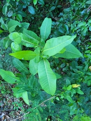 Zanthoxylum schreberi