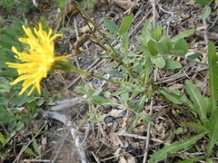 Crepidinae