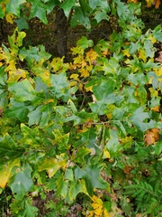 Quercus ilicifolia