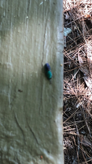 Chrysis angolensis