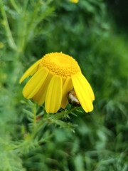 Glebionis coronaria