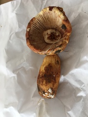 Russula mutabilis