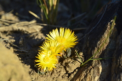 Bergeranthus multiceps