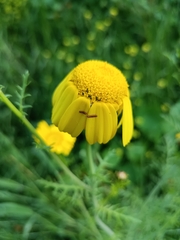 Glebionis coronaria