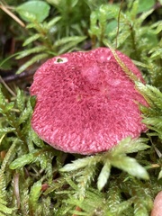 Suillus paluster