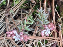 Sedum goldmanii