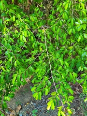Chrysophyllum
