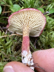 Suillus paluster