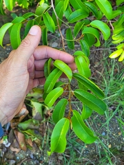 Chrysophyllum