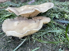 Clitocybe praemagna
