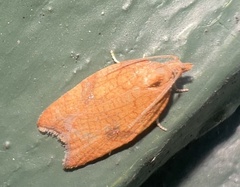 Acleris rhombana