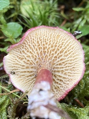 Suillus paluster