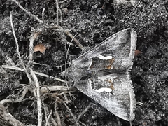 Macdunnoughia confusa