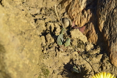 Bergeranthus multiceps