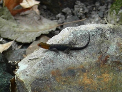 Gonatodes albogularis