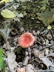 Russula rosacea