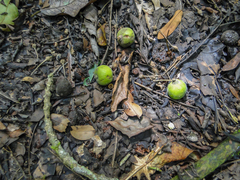 Angiospermae
