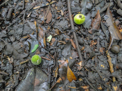 Angiospermae