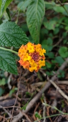 Lantana camara