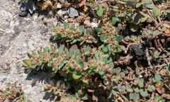 Euphorbia velleriflora