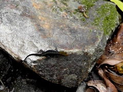 Gonatodes albogularis