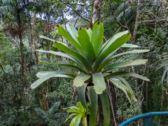 Vriesea bituminosa