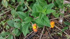 Lantana camara