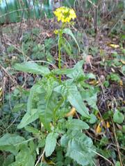 Rhamphospermum arvense