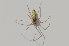 Tetragnatha montana