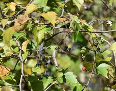 Crataegus phaenopyrum